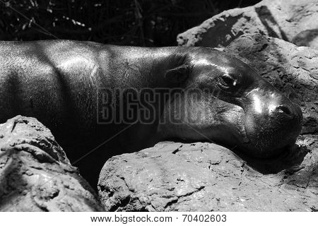 Hippo Portrait In The Nature