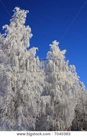 Winterscape