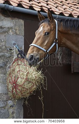 Closeup of a brown horse eating hay outside stable