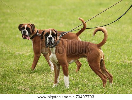 animals