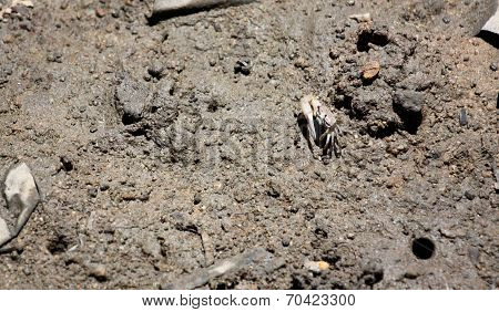 Fiddler Crab On Ground.