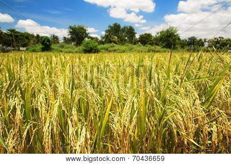 Paddy Rice Field