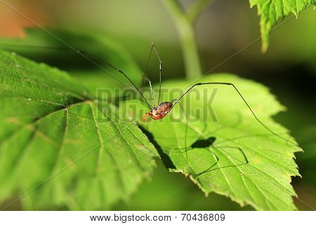 Harvestman