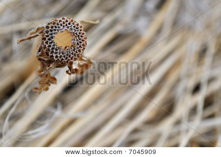 Beige dried flower against blurred cheat grass