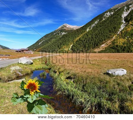 At a stream the sunflower grew. Hillsides picturesque alpine valley covered with thick coniferous forest. Quick stream of clear water flowing in the middle of the canyon.