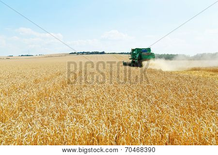 Gathering Ripe Wheat In Caucasus Region