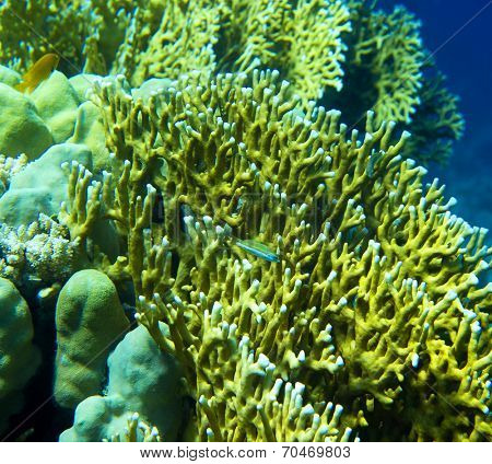 Coral reef with soft and hard corals with exotic fishes anthias