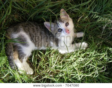 猫