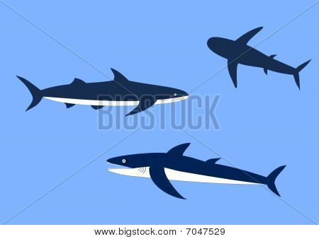 Sharks