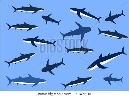 Shark Background