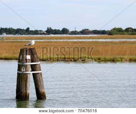 Seagull Perched On Doge In Venice