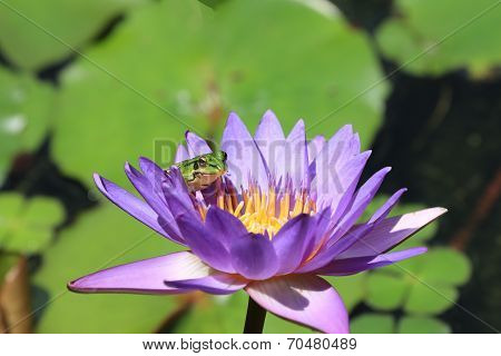 Water Lily flower and frog