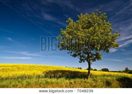 Strom na poli řepky