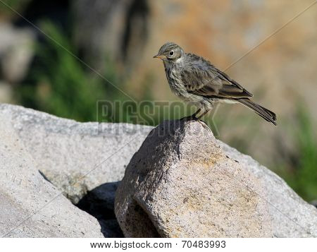American Pipit on a Rock