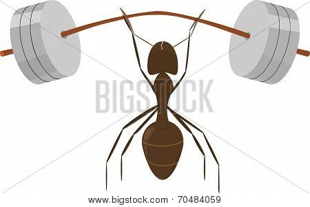 little ant