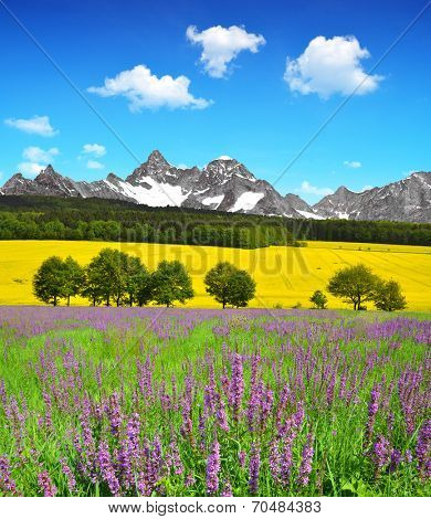 Beautiful spring mountain landscape with flowering meadow