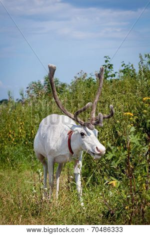 Female reindeer or caribou outdoors