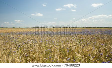 Before Harvest