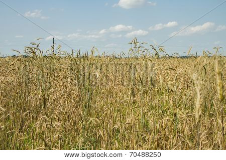 Fields Grow Wheat