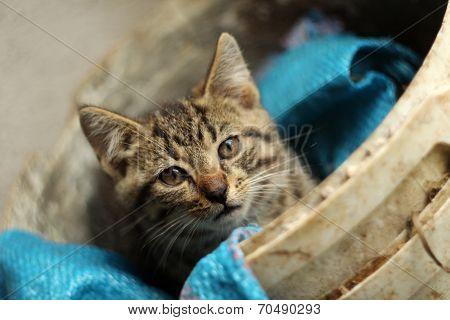 White and gray kitten (cat) lies and stares at you
