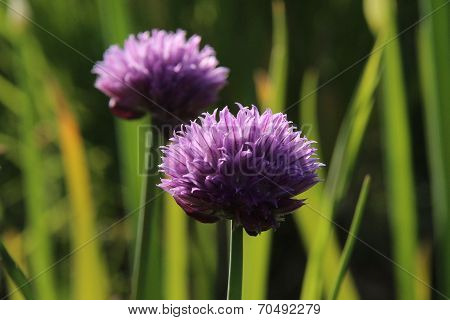 Chives