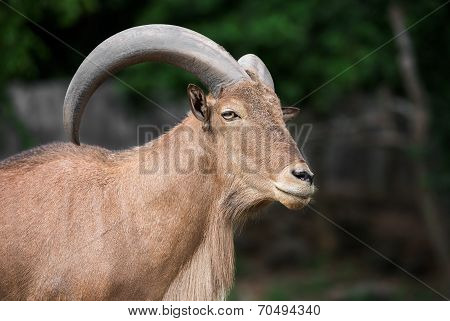 Barbary Sheep