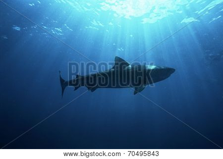Aliwal Shoal, Indian Ocean, South Africa, dusky shark (Carcharhinus obscurus), low angle view