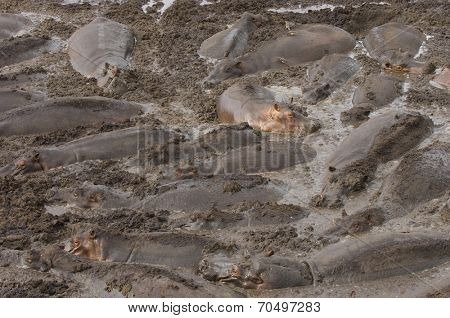 Herd of Hippopotamus Wallowing in River Mud