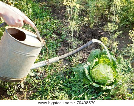Hand With Handshower Watering Kale In Garden