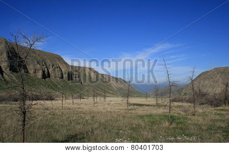 Wind Wolves Trees