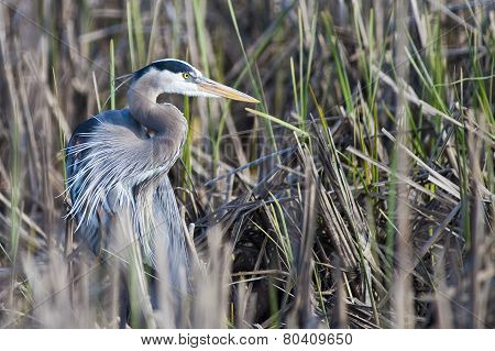 Great Blue Heron