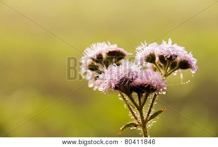 Flower Water Droplet