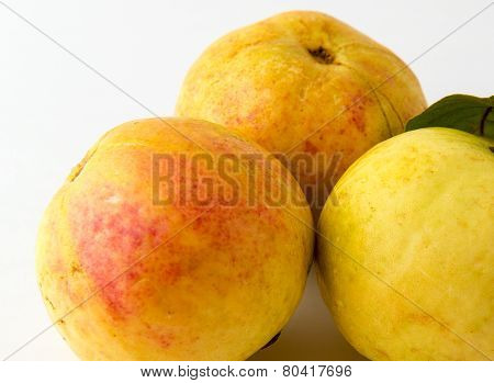 Three guava fruits isolated