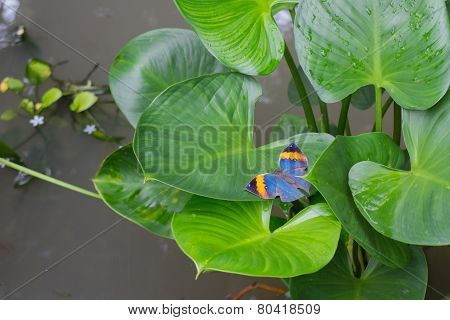 Leaf Butterfly
