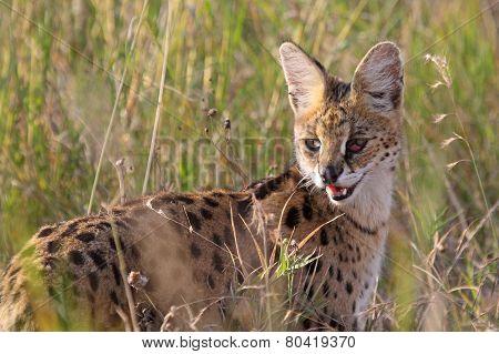 Serval Wildcat In Savannah Of Serengeti Tanzania