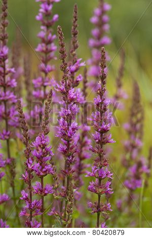 Purple Loosestrife