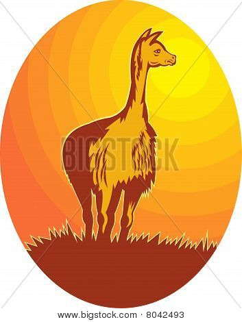 Vikunna stående med solen