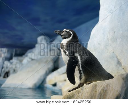 Humboldt penguin