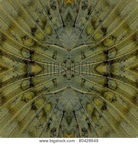 Best Seamless Brownl Background Pattern made of Great Marquis butterfly wing skin texture