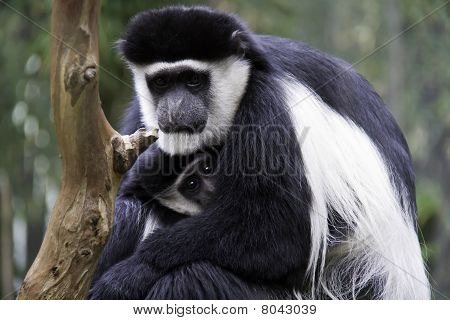 Mor og barn Colobus aber
