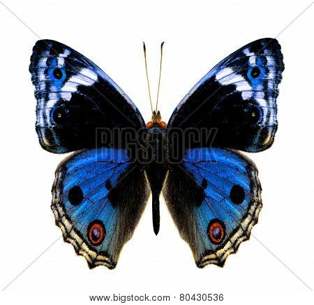 Blue Pansy Butterfly in fancy color profile isolated on white background