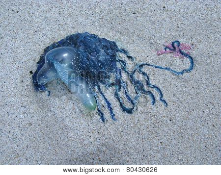 Toxic blue jelly like marine animal