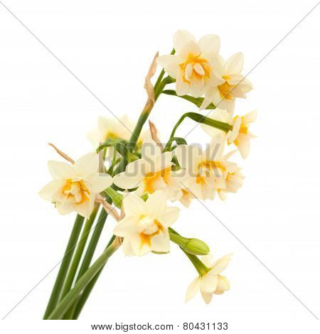 Double Mini-narcissi Isolated