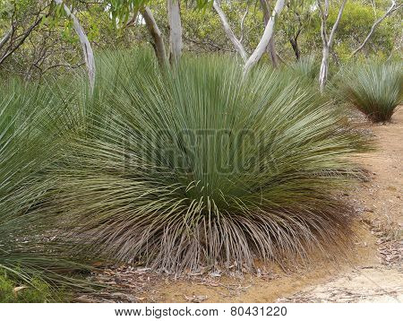 The Yakka plant is native to Australia