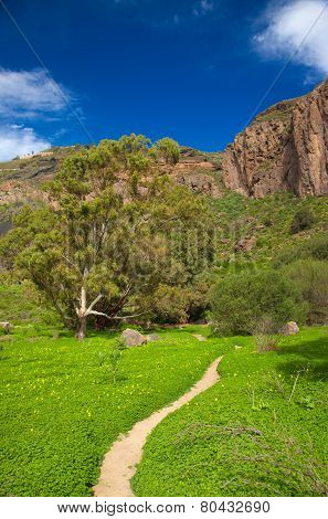 Gran Canaria, Caldera De Bandama After Winter Rains