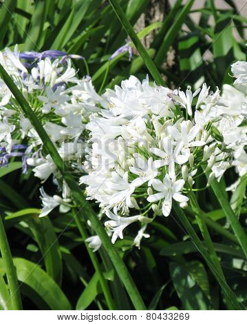 Agapanthus or lily of the nile