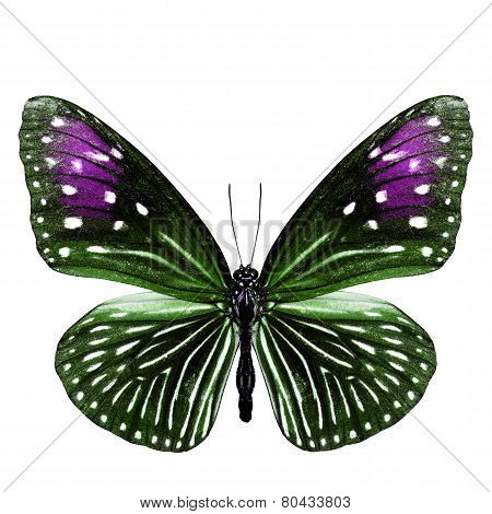 Close up of Female Stripe blue crow butterfly green and purple wing in fancy color profile isolated on white background
