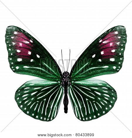 Close up of Female Stripe blue crow butterfly green and red wing in fancy color profile isolated on white background