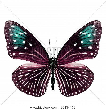 Close up of Female Stripe blue crow butterfly in pink and blue wing in fancy color profile isolated on white background