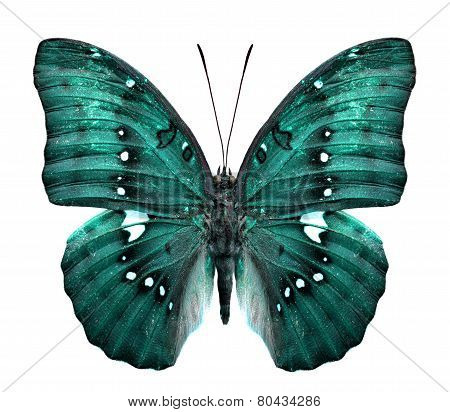 Close up of green butterfly in fancy color Isolated on White Background